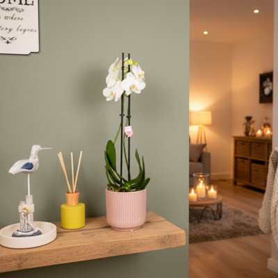 White Phalaenopsis 2 Stem Orchid Plant With Pot from B&Q