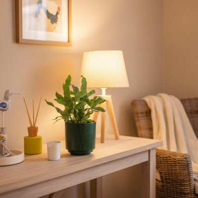 Phlebodium Fern Plant With Decorative PotShop Luxe Leaf Plants Uk On from B&Q