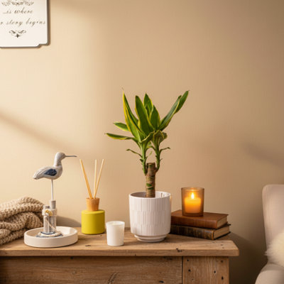  - Dragon Tree Single Stem Plant With PotExotic Houseplant By Luxe Leaf Plants Uk