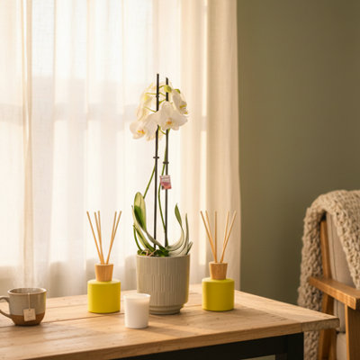 White Phalaenopsis 2 Stem Orchid Plant from B&Q