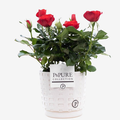 Red Rose Plant With PotHouseplant Real Indoor Plant For OfficeHome from B&Q
