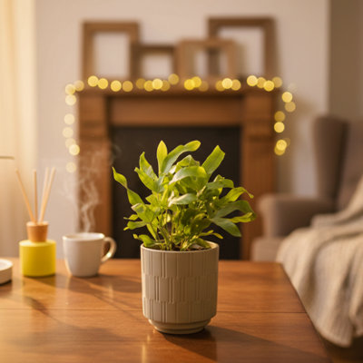  - Phlebodium PlantLush Indoor Fern By Luxe Leaf Plants Uk Floral Decor