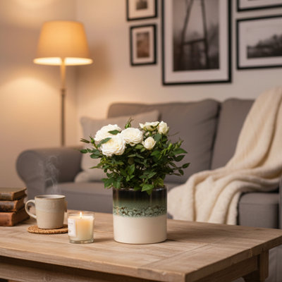  - White Rose Plant With PotElegant Indoor Flowering Gift By Luxe Leaf Plants On  Uk
