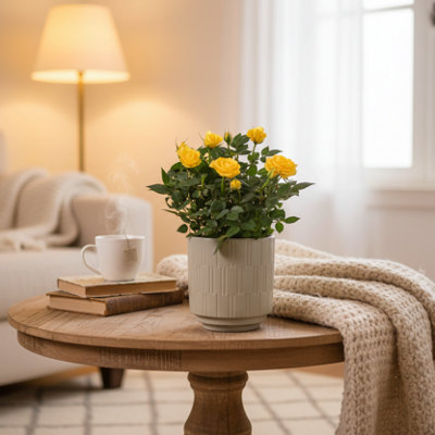  - Yellow Rose PlantLush Blooms For Indoor & OutdoorLuxe Leaf Plants Uk
