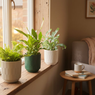  - Trio Of HouseplantsBoston FernPhlebodium & Peace LilyLuxe Leaf Plants Uk