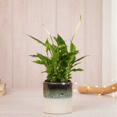  - Peace Lily Plant With PotElegant Indoor Flower For Home & Office DécorLuxe Leaf Plants