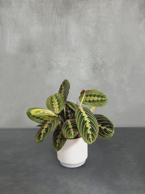 Indoor Houseplants With Ceramic PotReal Indoor Plant For HomeBedroomKitchen And Living RoomPerfect For Clean Air from B&Q