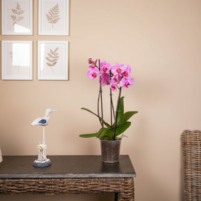 Pink Phalaenopsis 3 Stem Orchid Plant With PotElegant Orchid For Home & Office DecorLuxe Leaf Plants Uk from B&Q