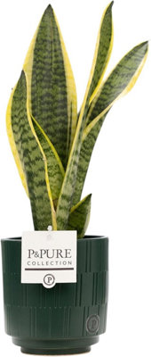 Mother In Law's Tongue (Sanseveria) With PotHouseplant Real Indoor Plant For OfficeHomeBedroomKitchen And Living Room from B&Q