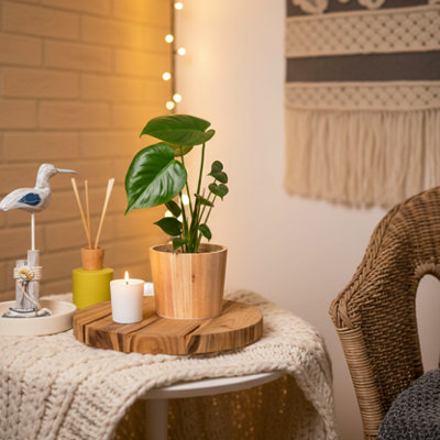  - Swiss Monstera Plant With PotLuxe Leaf PlantsLush Indoor Greenery For Stylish Homes