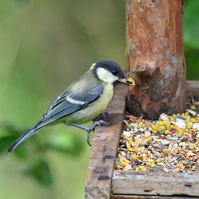 Shop Bird & wildlife supplies.
