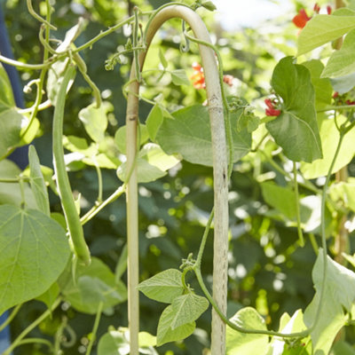 A plant growing around a bamboo garden stake.