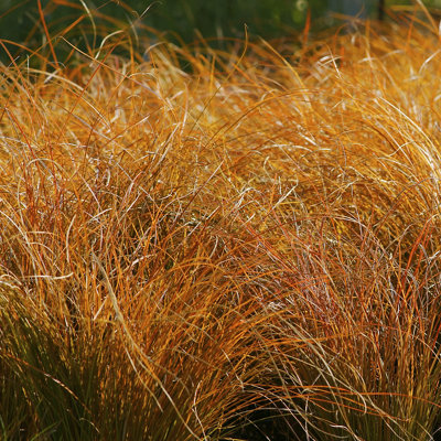A large patch of bright orange Carex decorative grasses, adding vibrant colour to the landscape.