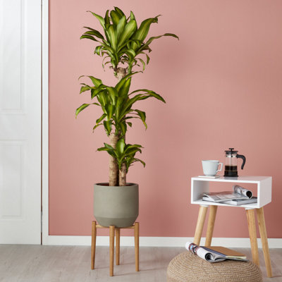 A houseplant in a grey pot on a wooden plant stand in a pink room.