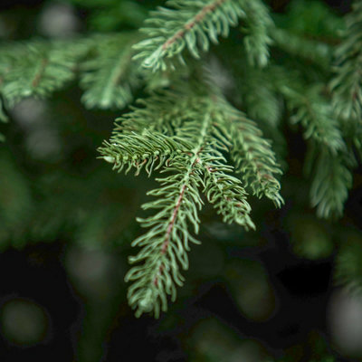 9ft Highclere Artificial Wide Green Spruce Christmas Tree - 4