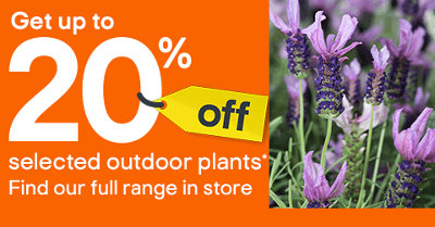Get up to 20% off selected plants, includes Verve potted Lavender plant. Find our full range in store. Terms & conditions apply, see the *terms & conditions at the end of the page. Shop our online range.