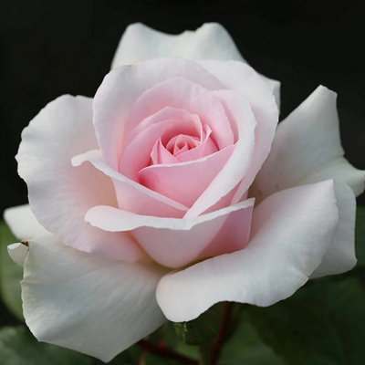 A Whiter Shade of Pale Rose Bush White Flowering Roses Hybrid Tea Rose ...