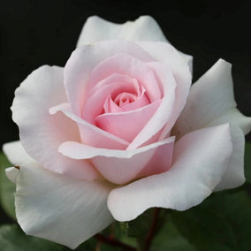 A Whiter Shade of Pale Rose Bush White Flowering Roses Hybrid Tea Rose 4L Pot