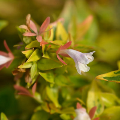 Abelia Kaleidoscope Established Plant in 2L Pot