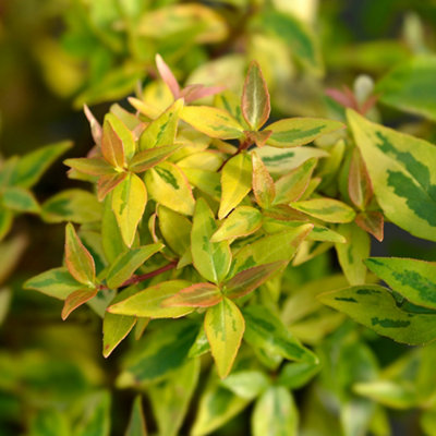 Abelia Kaleidoscope Established Plant in 2L Pot - 3