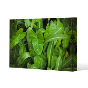 Abstract background of dark green leaves (Canvas Print) / 152 x 101 x 4cm