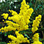Acacia dealbata Gaulois Astier Tree - Fragrant Flowers, Hardy (5-6ft)