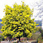 Acacia dealbata Gaulois Astier Tree - Fragrant Flowers, Hardy (5-6ft)