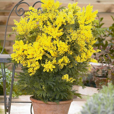 Acacia (Mimosa) Dealbata 9cm Potted Plant x 1