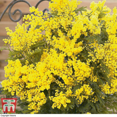 Acacia (Mimosa) Dealbata 9cm Potted Plant x 1