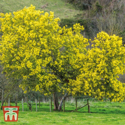 Acacia (Mimosa) Dealbata 9cm Potted Plant x 1 - 3