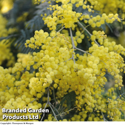 Acacia (Mimosa) Dealbata 9cm Potted Plant x 1 - 4