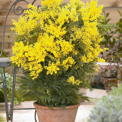 Acacia (Mimosa) Dealbata 9cm Potted Plant x 3 - Evergreen