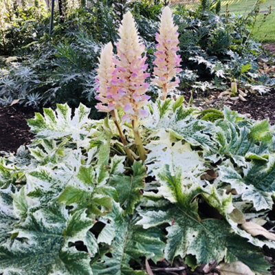 Acanthus Tasmanian Angel - Variegated Bear's Breeches, Ornamental