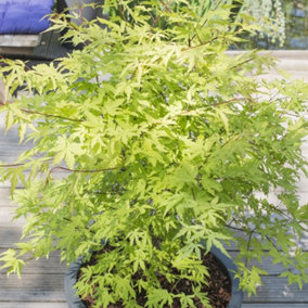 Acer Anne Irene - Vibrant Autumn Colors, Outdoor Plant, Ideal for Gardens, Compact Size (50-70cm Height Including Pot)
