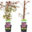 Acer Atropurpureum - Deep Purple Foliage, Outdoor Plant, Ideal for Gardens, Compact Size (50-70cm Height Including Pot)