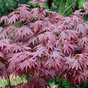 Acer Atropurpureum Garden Tree - Deep Purple Foliage, Compact Size, Hardy (20-40cm Height Including Pot)