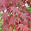 Acer Atropurpureum Garden Tree - Deep Purple Foliage, Compact Size, Hardy (20-40cm Height Including Pot)