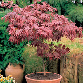 Acer Atropurpureum Plant - Red-Purple Foliage, Compact Size, Hardy (20-40cm Height Including Pot)