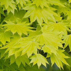 Acer Aureum - Golden Foliage, Outdoor Plant, Ideal for Gardens, Compact Size (50-70cm Height Including Pot)