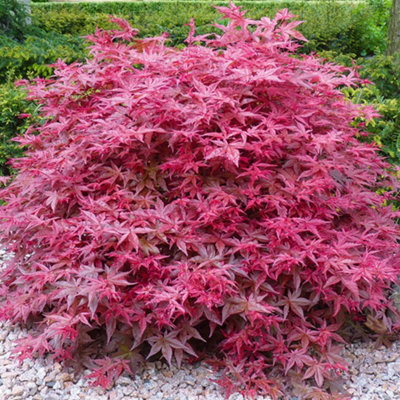 Acer Beni-maiko Garden Tree - Striking Red Leaves, Compact Size, Hardy (20-30cm Height Including Pot)