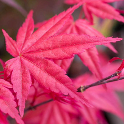 Acer Beni-maiko Garden Tree - Striking Red Leaves, Compact Size, Hardy (20-30cm Height Including Pot)