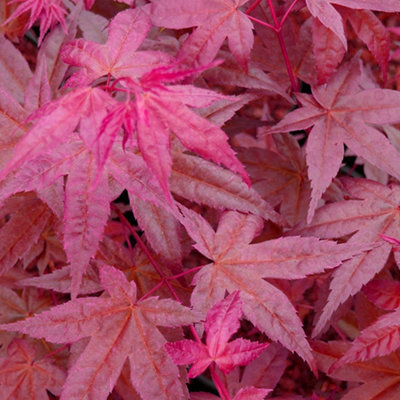 Acer Beni-maiko Garden Tree - Striking Red Leaves, Compact Size, Hardy (20-30cm Height Including Pot)