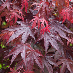 Acer Bloodgood - Deep Red Foliage, Outdoor Plant, Ideal for Gardens, Compact Size (80-100cm Height Including Pot)