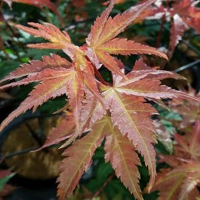 Acer Brown Sugar - Compact Japanese Maple, Ornamental Tree (20-30cm Height Including Pot)
