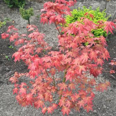 Acer Brown Sugar - Compact Japanese Maple, Ornamental Tree (20-30cm Height Including Pot)