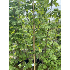 Acer Campestre Elegant Field Maple Tree Large 6ft Supplied in a 7.5 Litre Pot