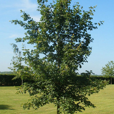 Acer Campestre Tree - Native European Tree, Compact Size, Hardy (5-6ft)