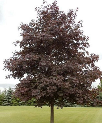 Acer Crimson King Purple Leaf Maple Tree 5-6ft Tall