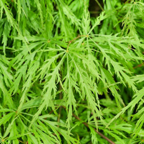 Acer Dissectum - Graceful Weeping Foliage, Outdoor Plant, Ideal for Gardens, Compact Size (80-100cm Height Including Pot)