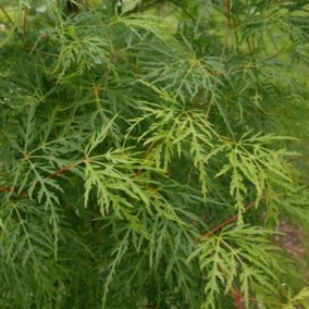 Acer 'Emerald Lace' Japanese Maple Plant - 25-35cm in Height Ready to Plant